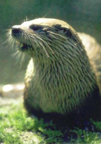 eekholt-otter.jpg (37653 Byte)